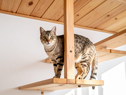 「理想」を「カタチ」に。